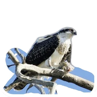 🐦 emoji Скопа//для Рп и тд Telegram sticker 17 of 56