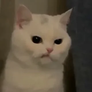 🤨 emoji Недушный Южный Telegram sticker 8 of 35