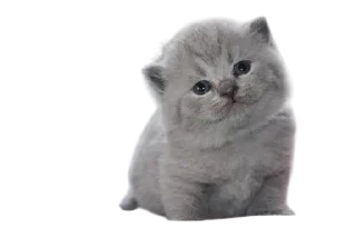Sticker from Cats, @stickerspupa