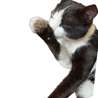 🐱 emoji ичкерия Telegram sticker 11 of 12