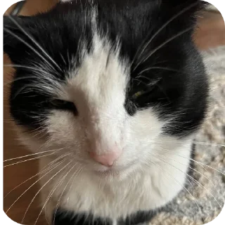🐱 emoji ичкерия Telegram sticker 1 of 12