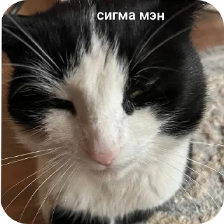 🐱 emoji ичкерия Telegram sticker 4 of 12