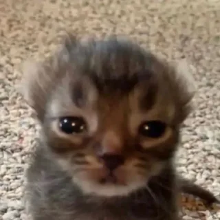 😭 emoji котеки Telegram sticker 15 of 61