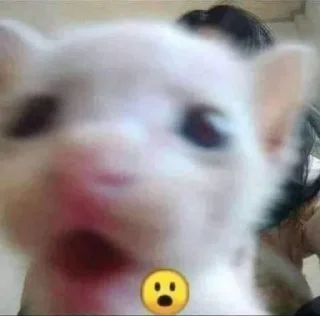 😧 emoji котеки Telegram sticker 20 of 61