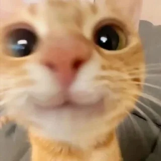 🥰 emoji котеки Telegram sticker 11 of 61