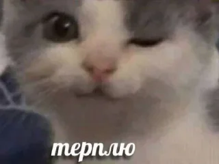 Sticker from все новиопы попадают в рай