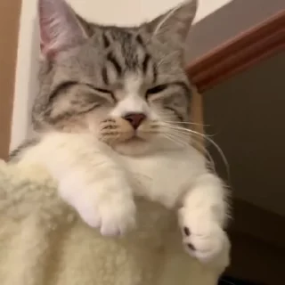 😴 emoji Что угодно (Оксюморон) Telegram sticker 8 of 103