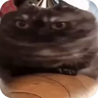 🧐 emoji Что угодно (Оксюморон) Telegram sticker 22 of 103