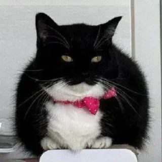 👐 emoji Что угодно (Оксюморон) Telegram sticker 24 of 103