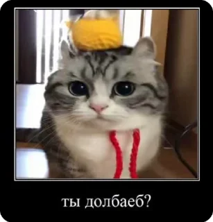 🤨 emoji Что угодно (Оксюморон) Telegram sticker 13 of 103