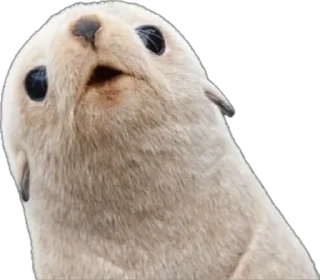 😧 emoji Silly seal Telegram sticker 23 of 33