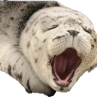 🥱 emoji Silly seal Telegram sticker 12 of 33
