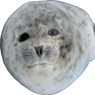 👋 emoji Silly seal Telegram sticker 1 of 33