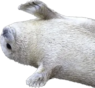😌 emoji Silly seal Telegram sticker 20 of 33