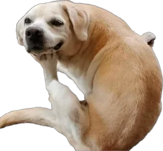 😏 emoji мемесы Telegram sticker 8 of 26