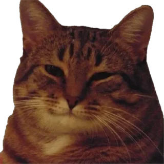 🙂 emoji мемесы Telegram sticker 11 of 26