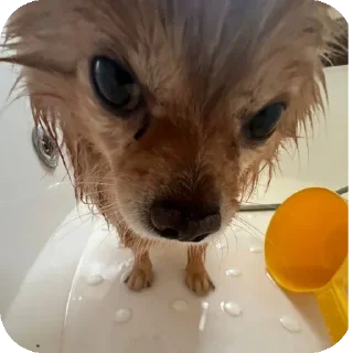 🤪 emoji капитан Степан Telegram sticker 6 of 38
