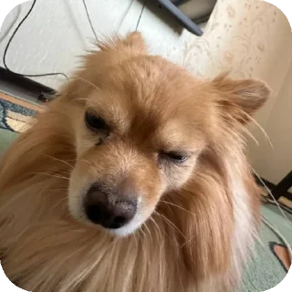 🔥 emoji капитан Степан Telegram sticker 19 of 38