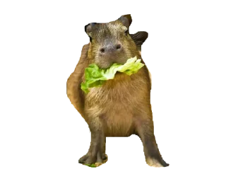 Sticker from capybara