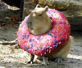 Sticker from capybara