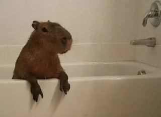 🛁 emoji capybara Telegram sticker 15 of 50