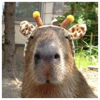 Sticker from capybara