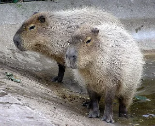 Sticker from Capybara