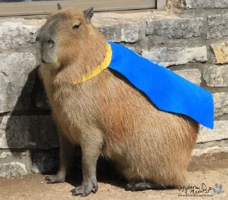 🦸 emoji capybara Telegram sticker 23 of 50