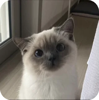 🌟 emoji котики для котика Telegram sticker 5 of 18