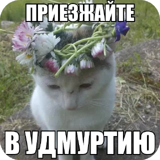 💇 emoji А ты че Telegram sticker 8 of 99
