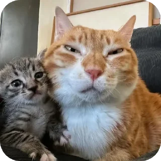 👍 emoji А ты че Telegram sticker 15 of 99