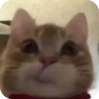 🐱 emoji happy house Telegram sticker 18 of 53