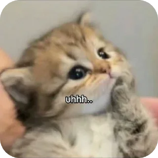 🐱 emoji happy house Telegram sticker 10 of 53