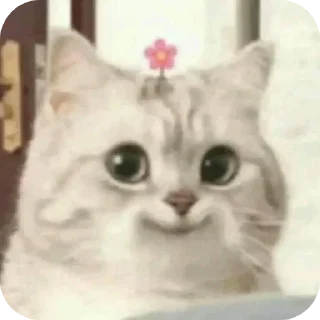 🐱 emoji happy house Telegram sticker 6 of 53