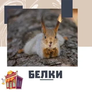 Sticker from Белки @stickernayaa