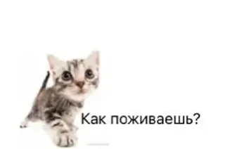 🌟 emoji Письки писечки пиписьки Telegram sticker 12 of 16