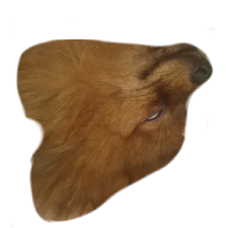 🙄 emoji Шаурма Telegram sticker 20 of 48
