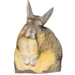 😑 emoji Шаурма Telegram sticker 21 of 48