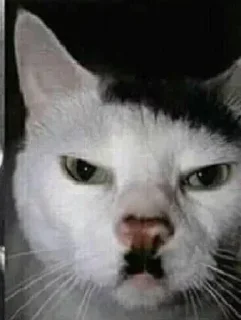 🐈‍⬛ emoji джесс 2 Telegram sticker 19 of 104