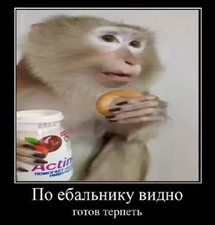 🥛 emoji @crypto_bibizyana АЛЬФА🟡 Telegram sticker 11 of 114