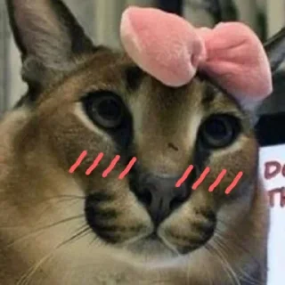 ❤️ emoji Floppa Telegram sticker 22 of 31