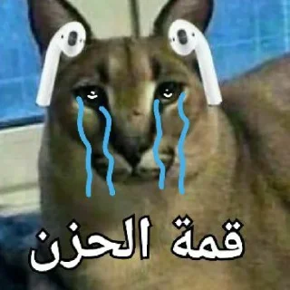 😿 emoji Floppa Telegram sticker 7 of 50