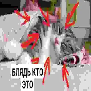 🥱 emoji БЛЯДЬ КТО ЭТО Telegram sticker 13 of 24