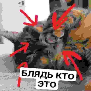 🚧 emoji БЛЯДЬ КТО ЭТО Telegram sticker 23 of 24