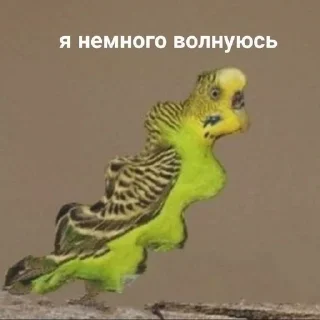 Sticker from попуги (⁠・⁠∀⁠・⁠)