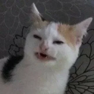 🙂 emoji моя помойка 2 Telegram sticker 16 of 49