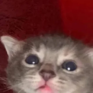 😕 emoji ты не картошка.. Telegram sticker 22 of 27
