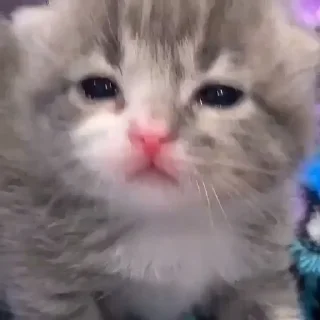 😕 emoji ты не картошка.. Telegram sticker 6 of 27