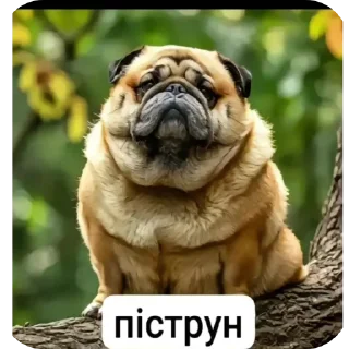 Sticker from Пипи @Blinchiki21
