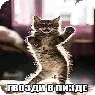 🖼 emoji Сплетни сумасшедшего @Faaawaack Telegram sticker 16 of 57